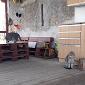 Kočky- obyvatelky dětské skupiny na Budínku