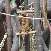 Malý orangutan